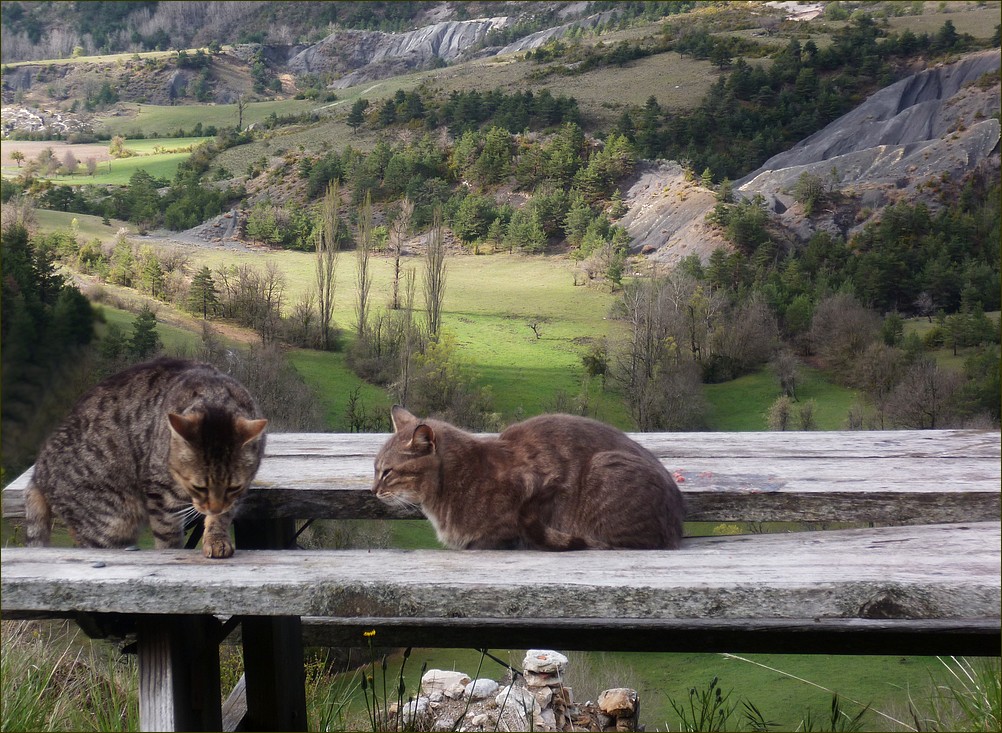 *sur la veille table*