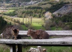 *sur la veille table*