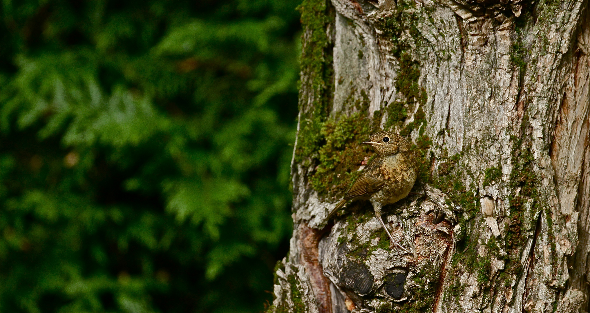 Sur l'arbre.