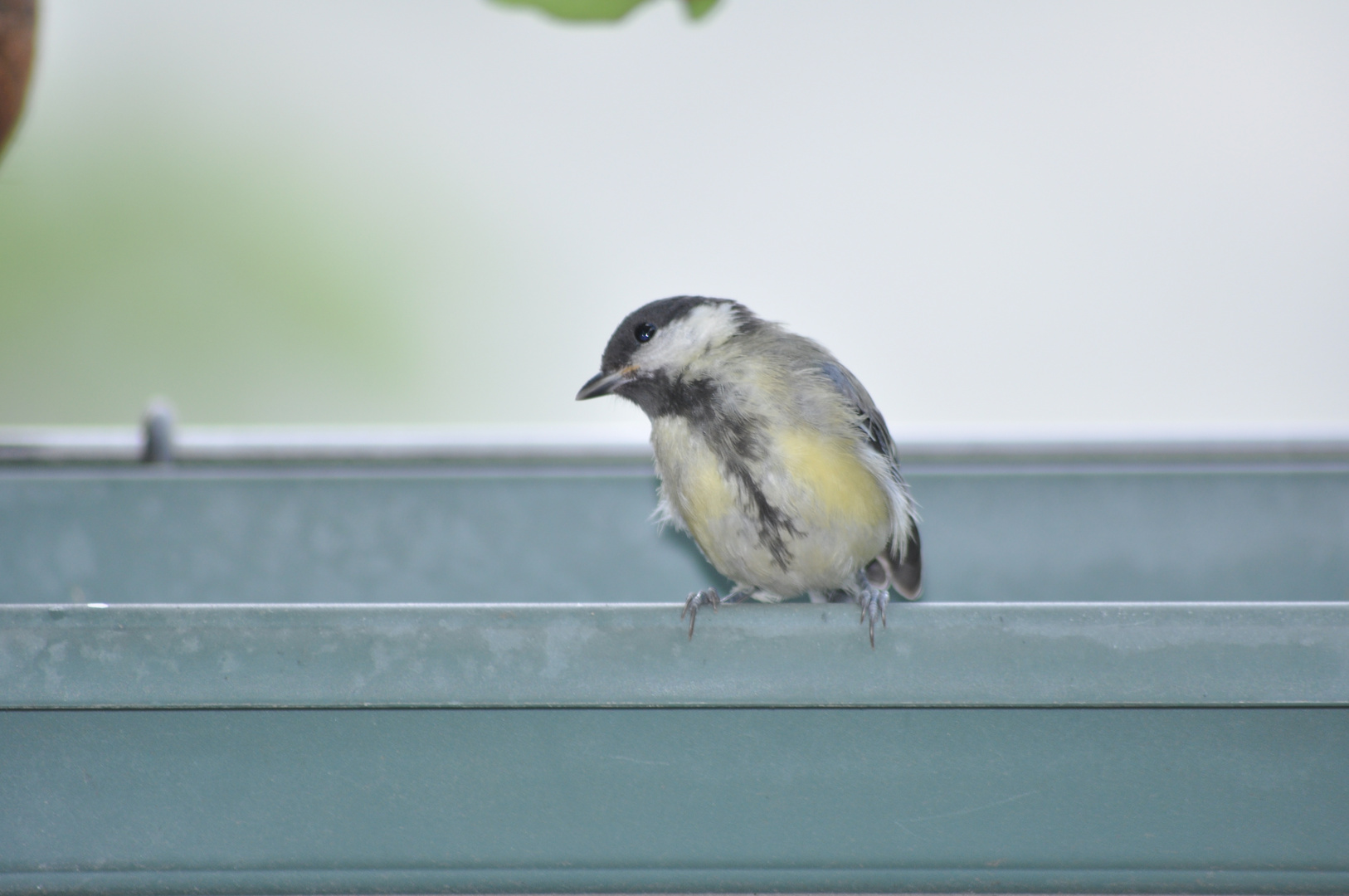 sur le balcon