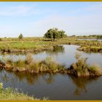 Sur le Bassin d'Arcachon