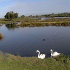 Sur le Bassin d'Arcachon