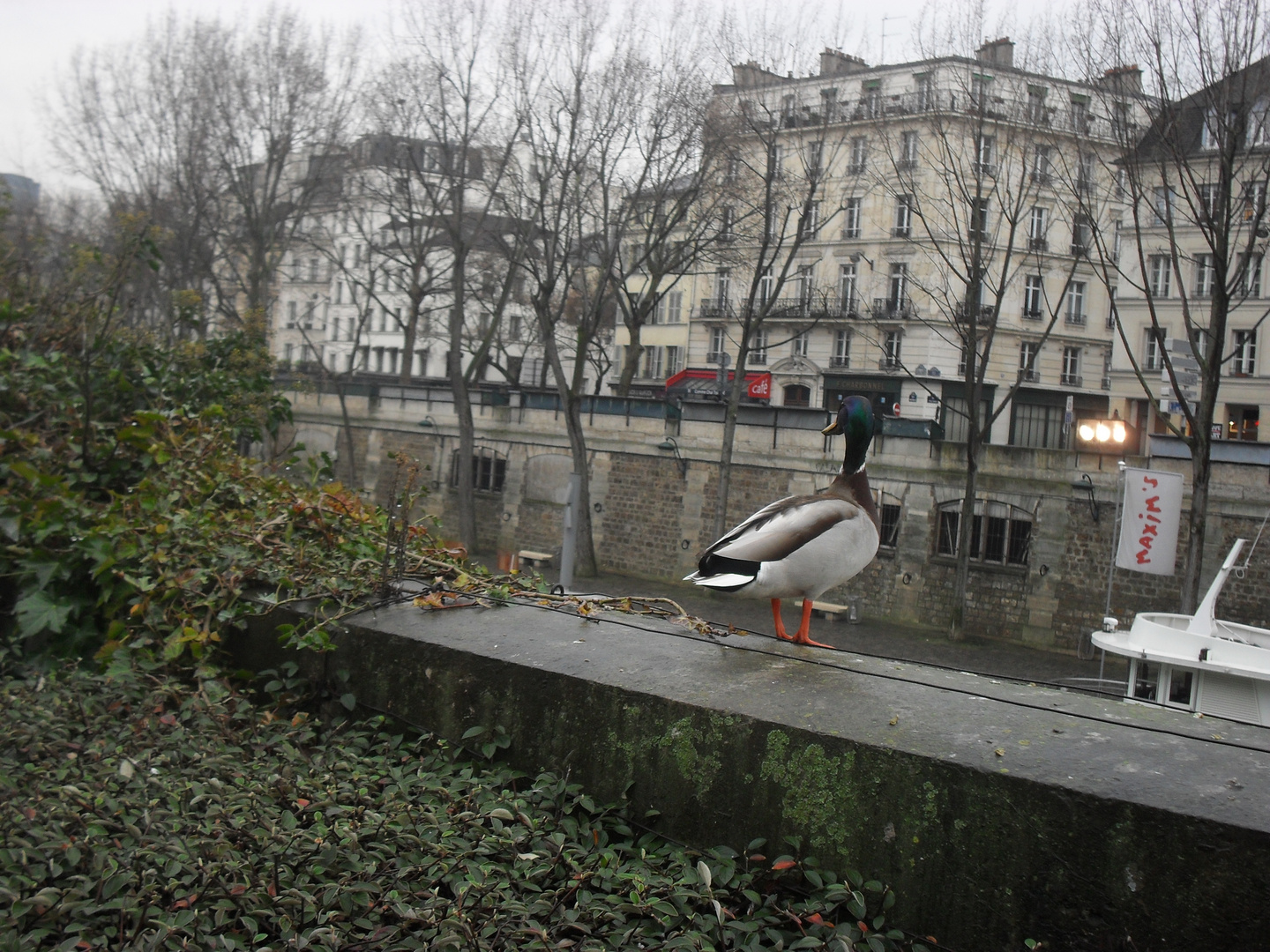 Sur le bord de la Seine