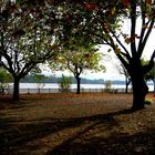 Sur le bord du fleuve d'automne