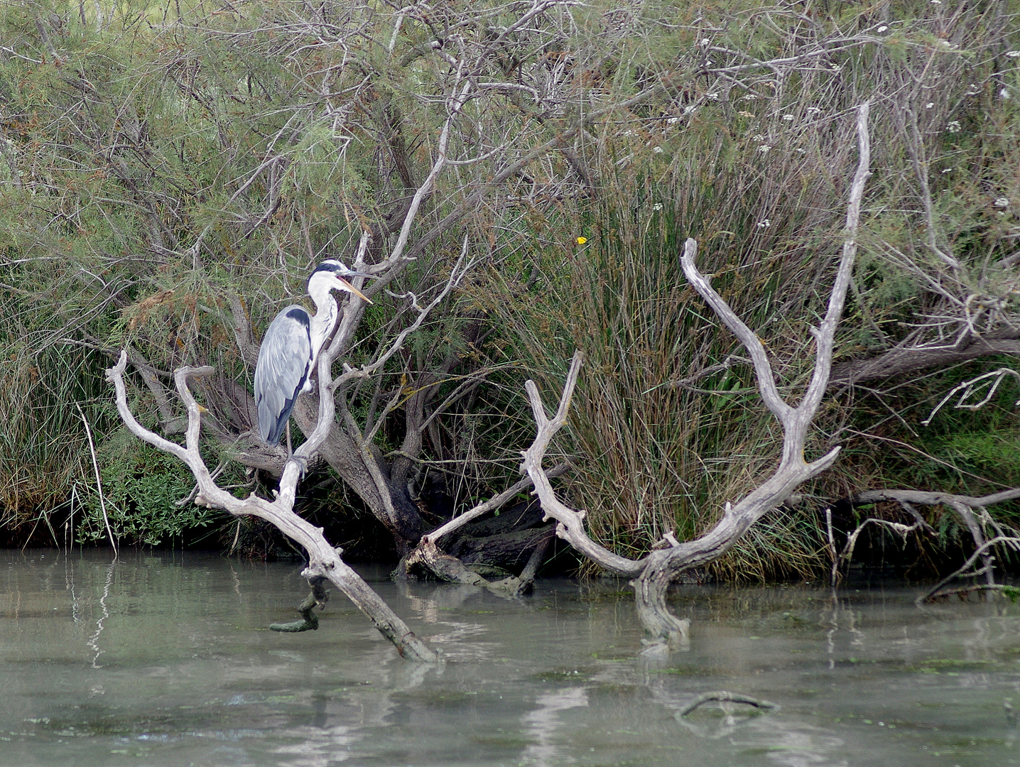 Sur le bord du Petit Rhône, Camargue