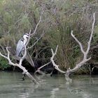 Sur le bord du Petit Rhône, Camargue