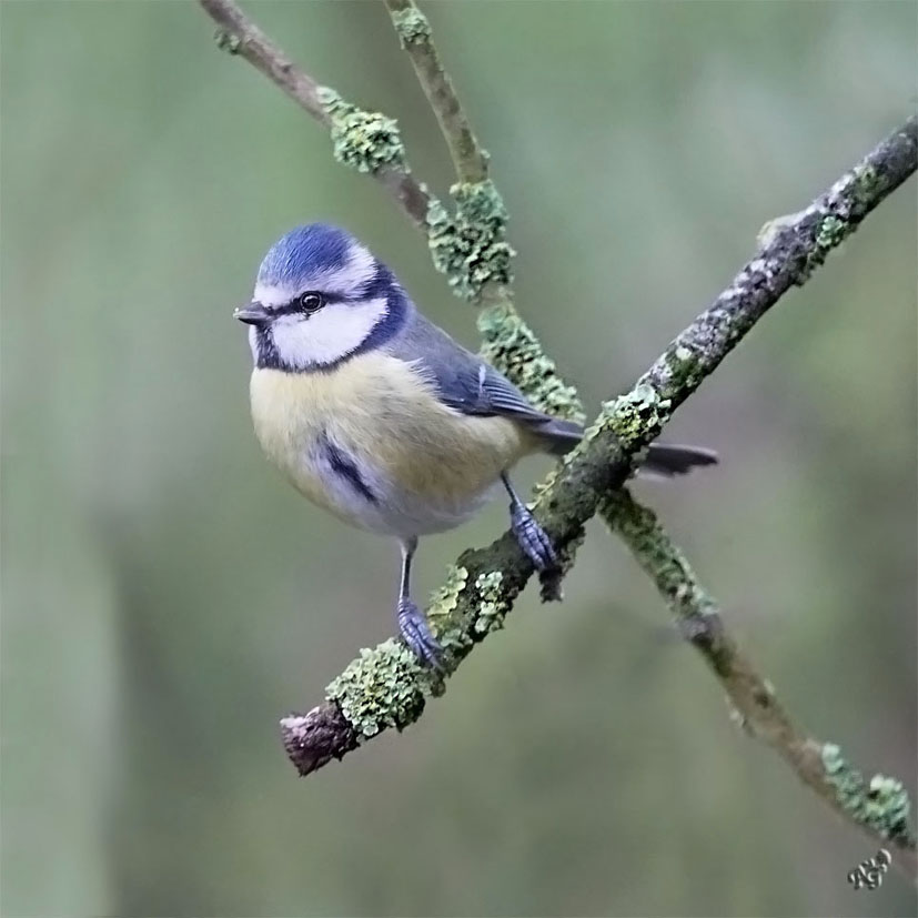 sur le bout de la branche... la petite bleue