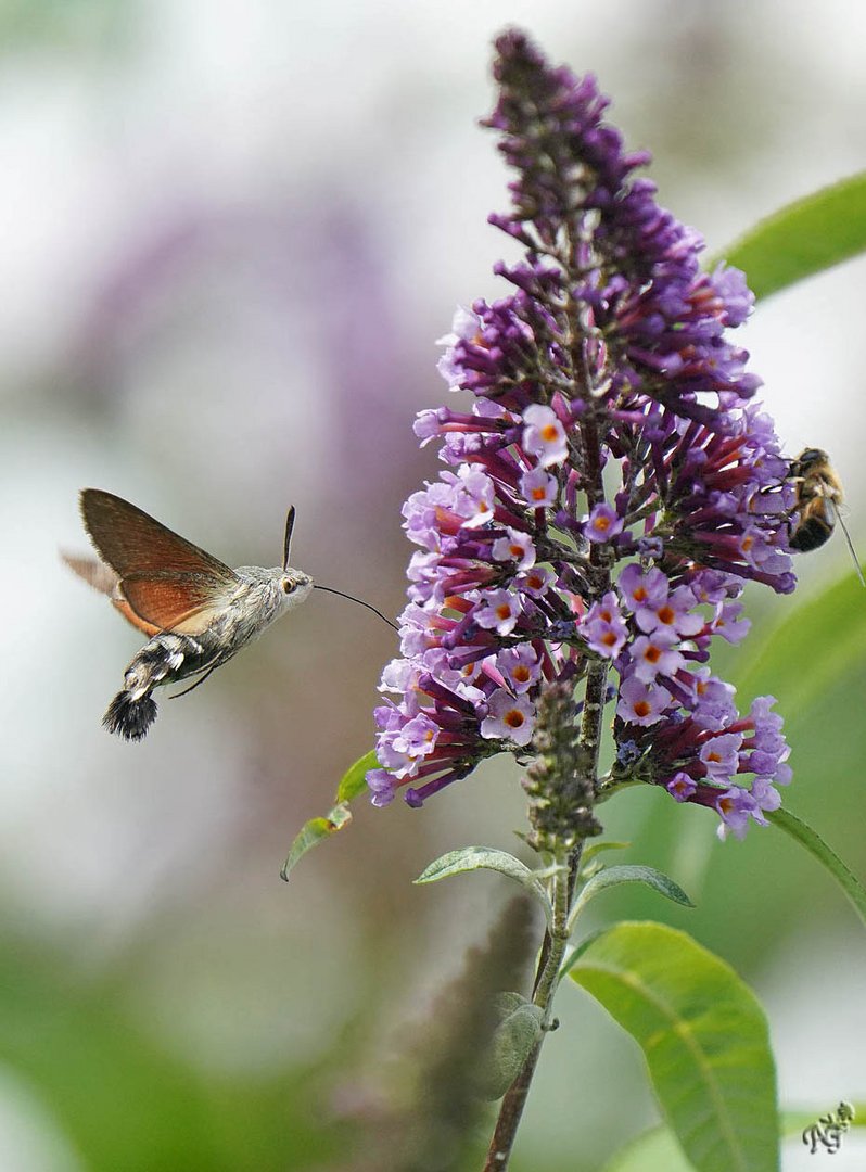 Sur le buddleia le moro sphinx