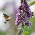 Sur le buddleia le moro sphinx