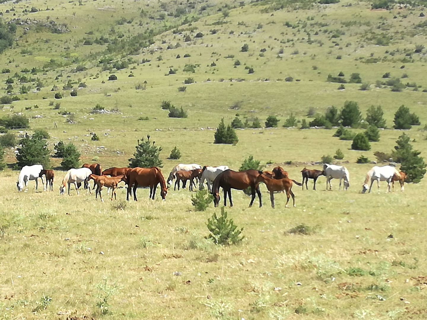 Sur le Causse Mejean, Lozère