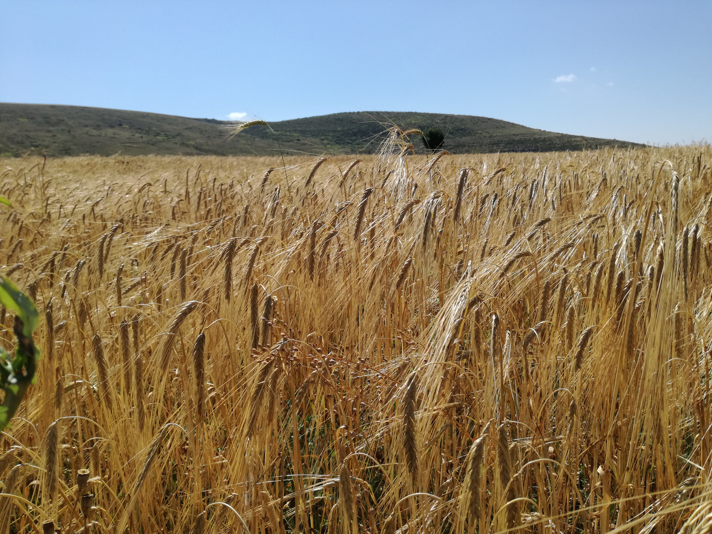 Sur le Causse Mejean, Lozère