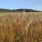 Sur le Causse Mejean, Lozère