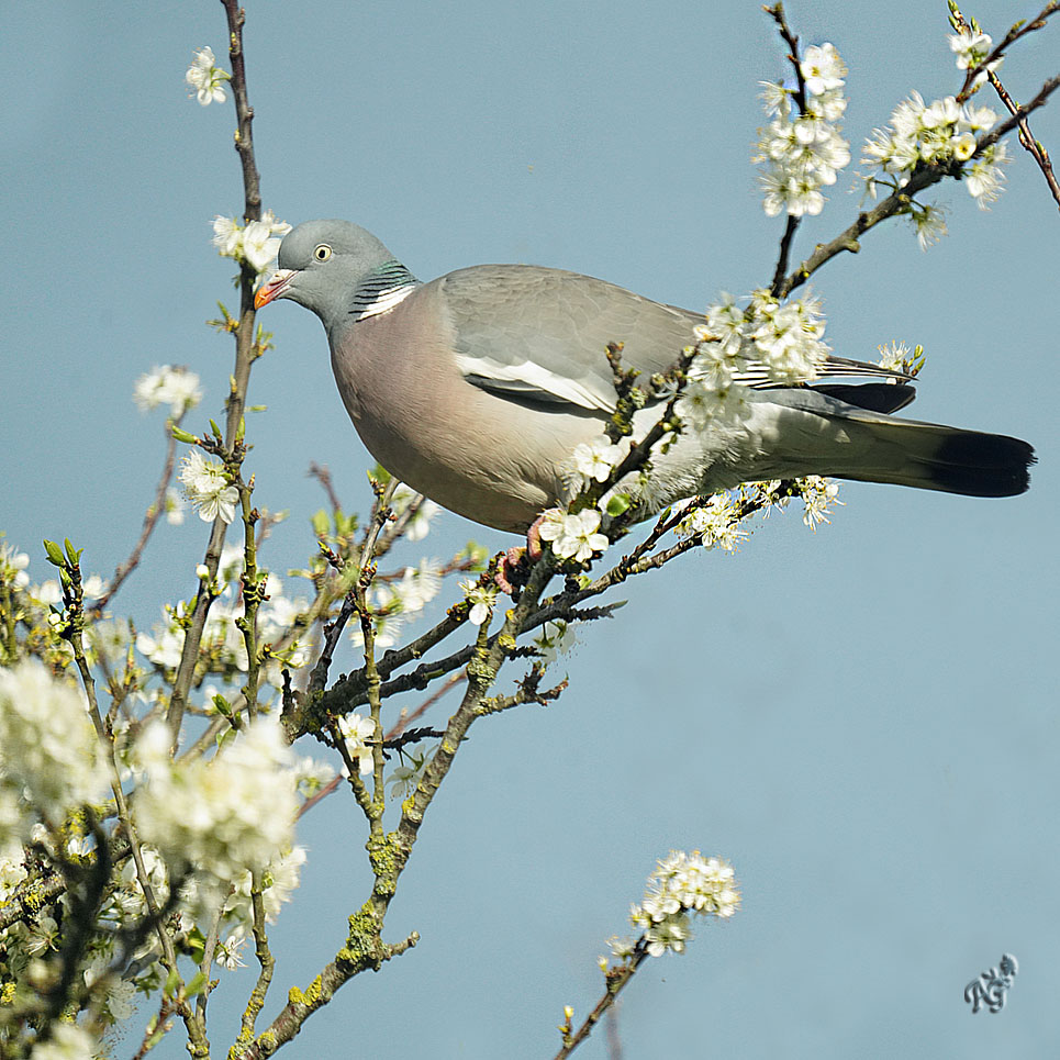 Sur le cerisier , le pigeon ramier