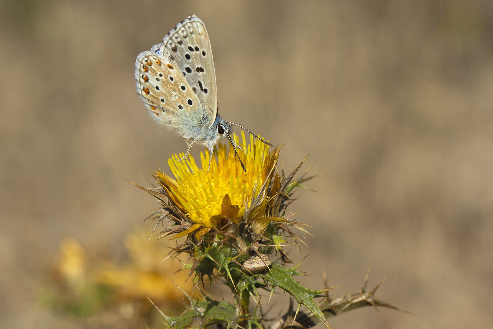 Sur le chardon jaune