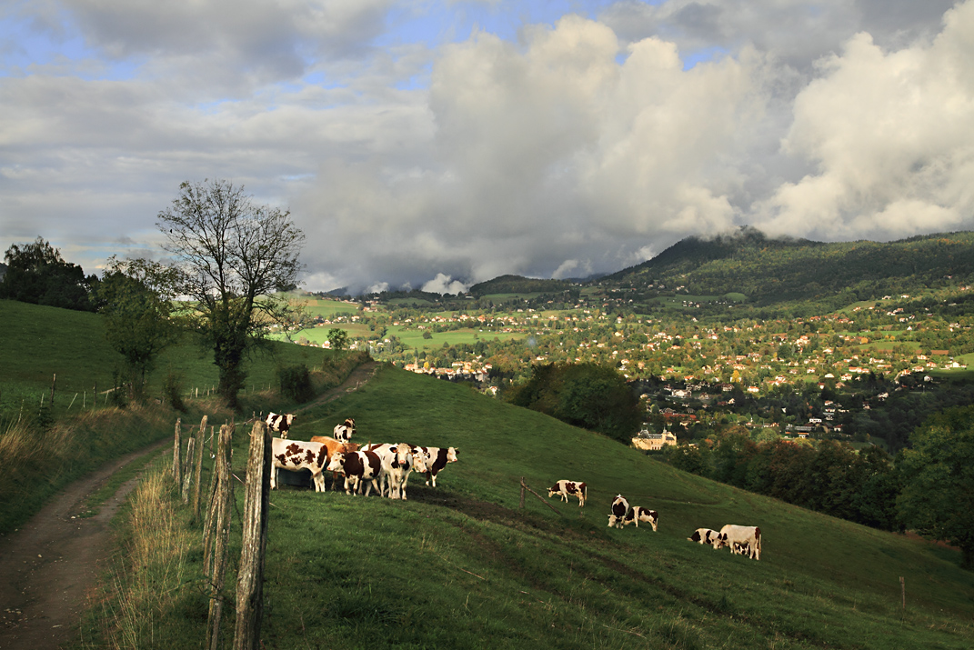 sur le chemin des crêtes, les vaches