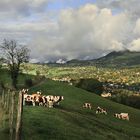 sur le chemin des crêtes, les vaches