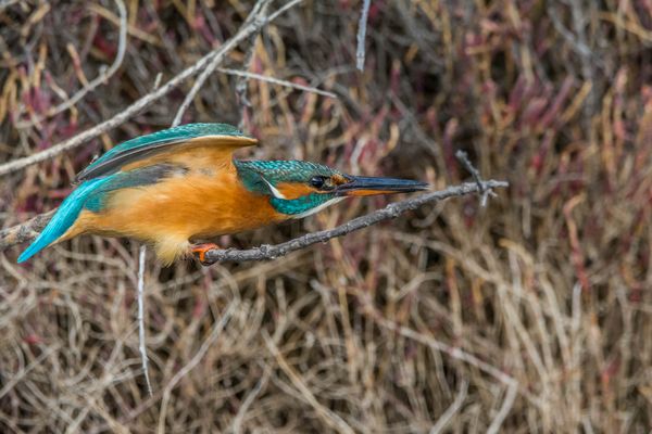 Sur le départ. Martin-pêcheur 