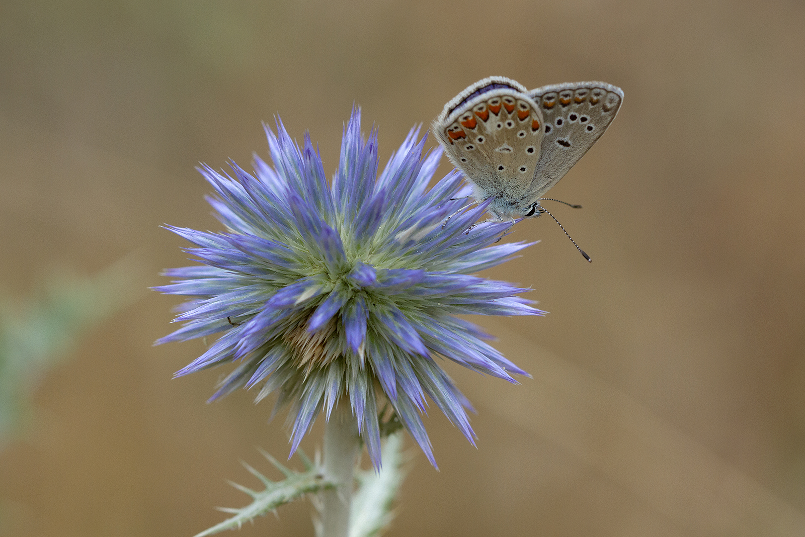 Sur le diamant bleu