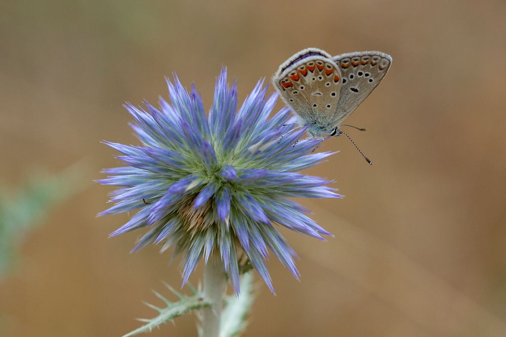 Sur le diamant bleu