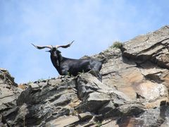 ...Sur le haut d'un rocher, à Puy St-Pierre (05)...