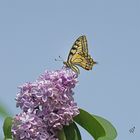 Sur le lilas le machaon