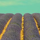 Sur le plateau de Valensole