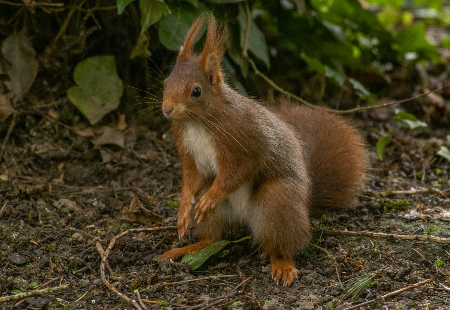 Sur le qui-vive ! (Sciurus vulgaris, écureuil roux)