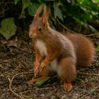 Sur le qui-vive ! (Sciurus vulgaris, écureuil roux)