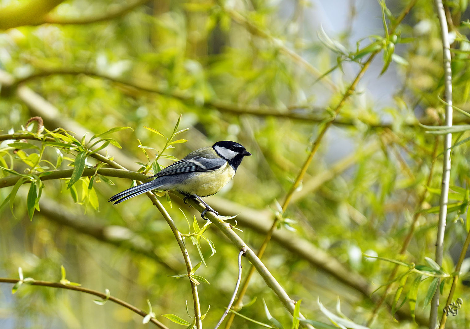 Sur le saule, la mésange charbonnière