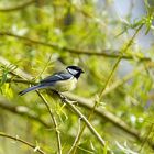 Sur le saule, la mésange charbonnière