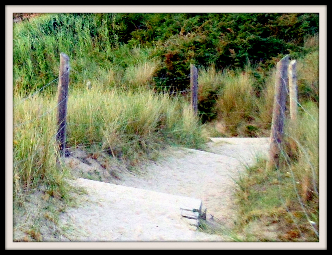 Sur le sentier des dunes