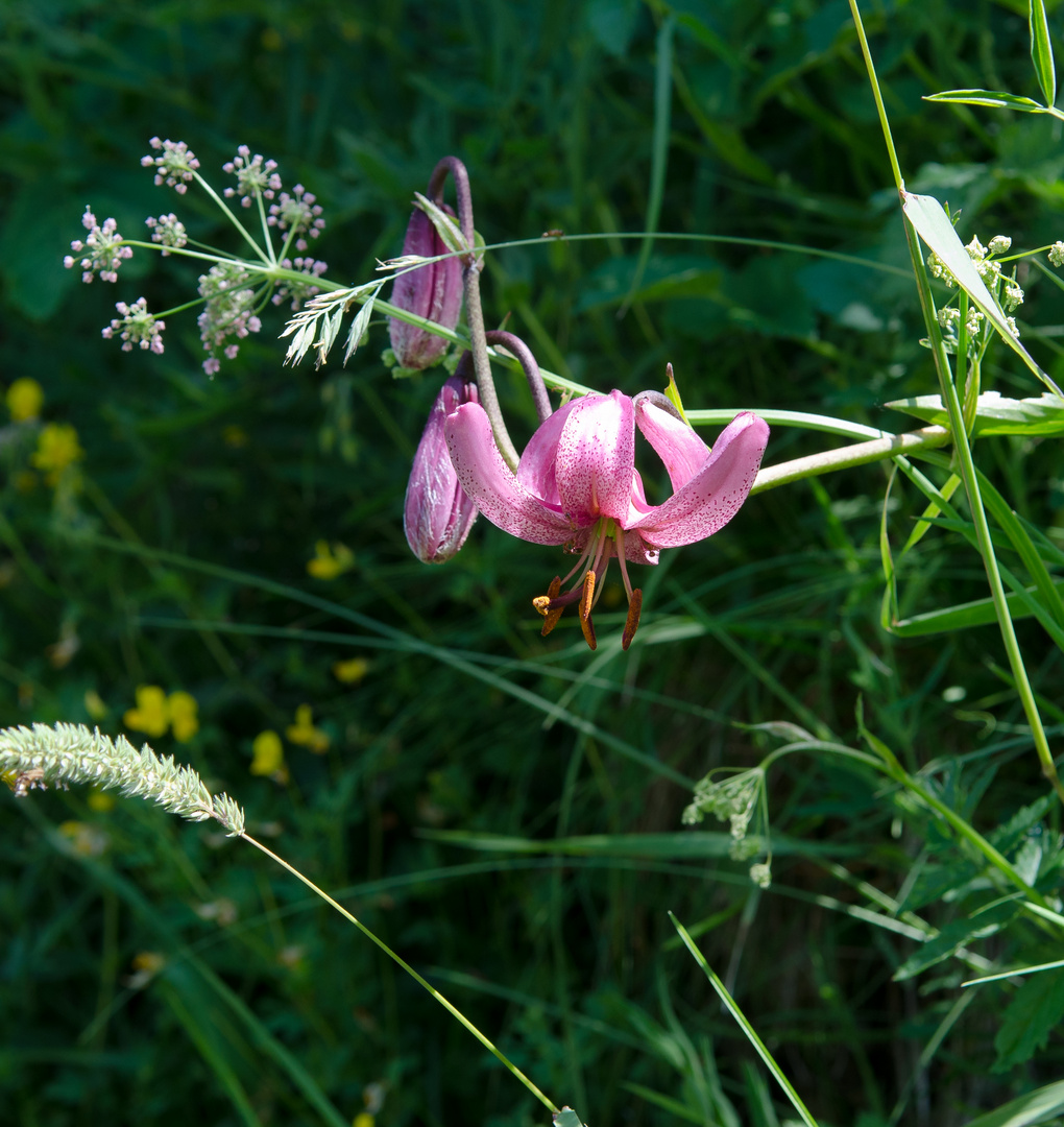 sur le sentier