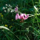 sur le sentier