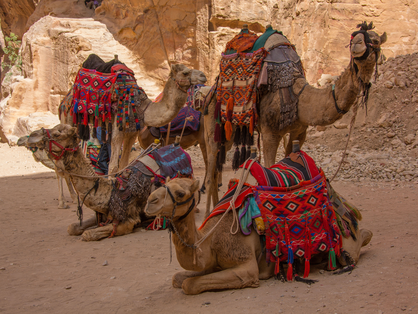 Sur le site de Pétra, Jordanie.