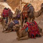 Sur le site de Pétra, Jordanie.