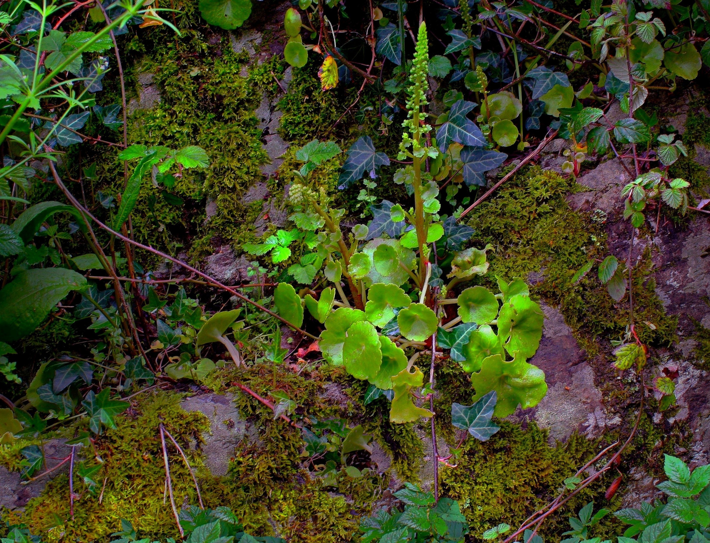 Sur le vieux mur d'un jardin...