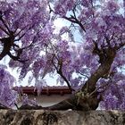 sur le vieux mur, la glycine...