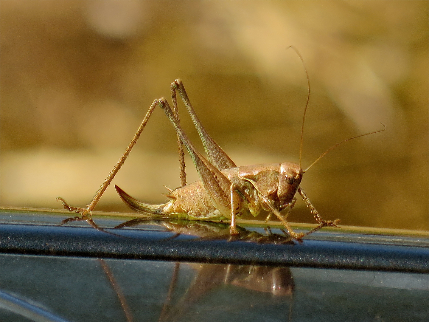 ... sur le voiture !!!...