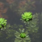 sur l'eau!