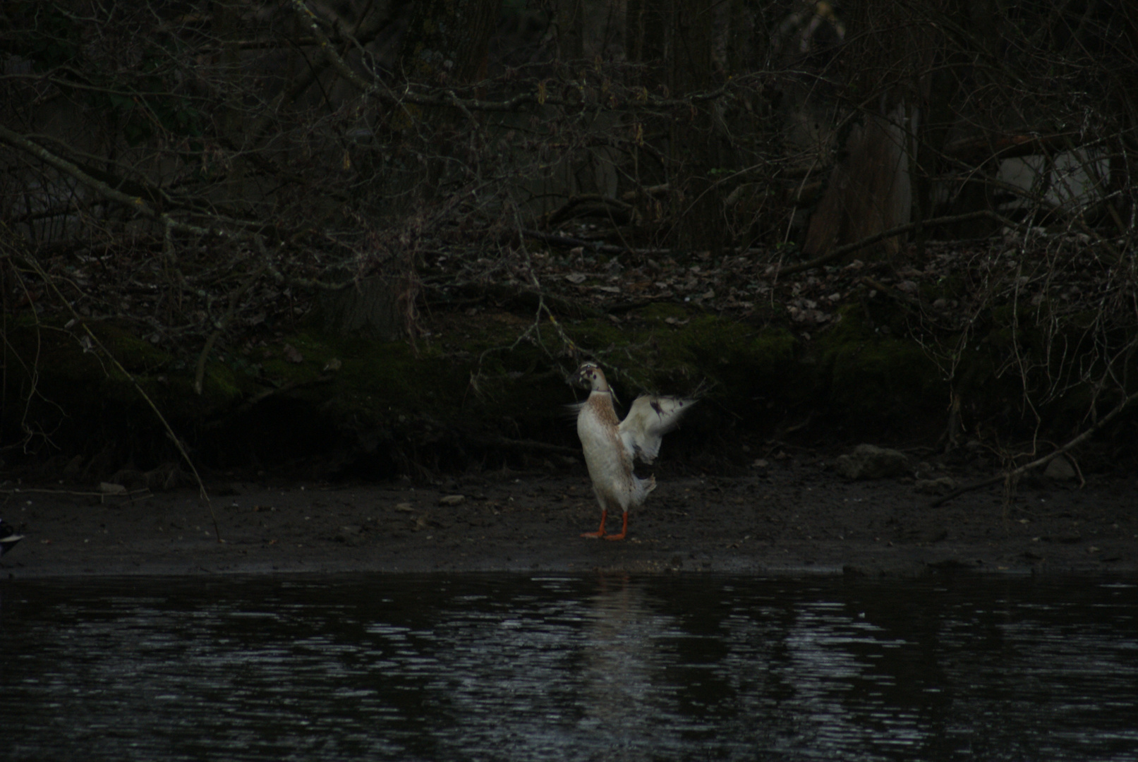 Sur les bord de l'Yonne