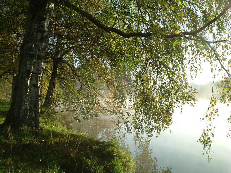 sur les bords de l'étang