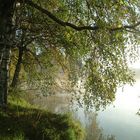 sur les bords de l'étang