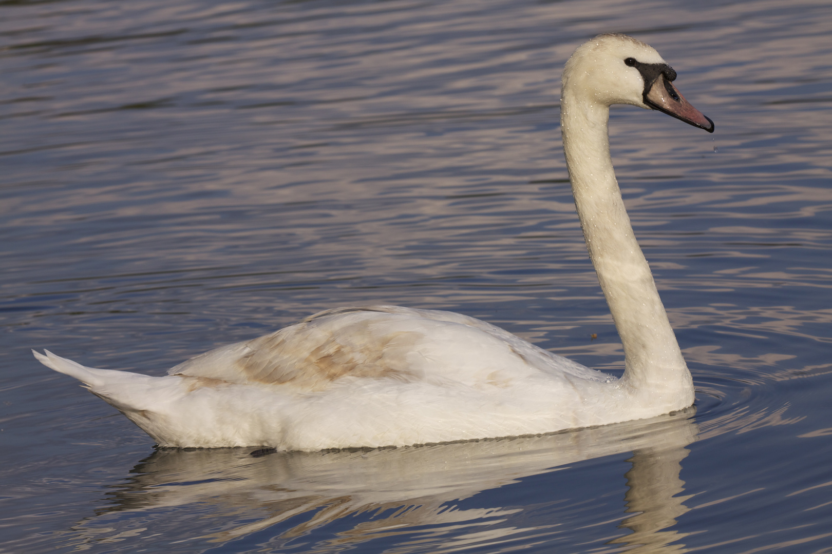 Sur les bords de Moselle