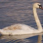 Sur les bords de Moselle