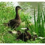 sur les bords du canal