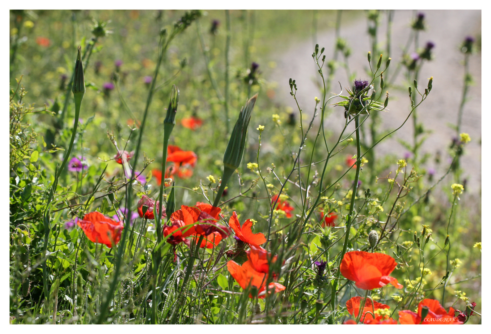 Sur les chemins