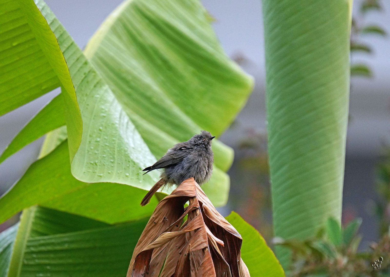 Sur les feuilles de bananier ...