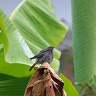 Sur les feuilles de bananier ...