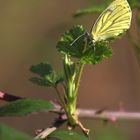 sur les feuilles de murier