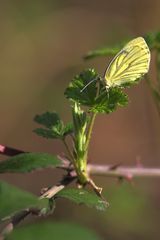 sur les feuilles de murier